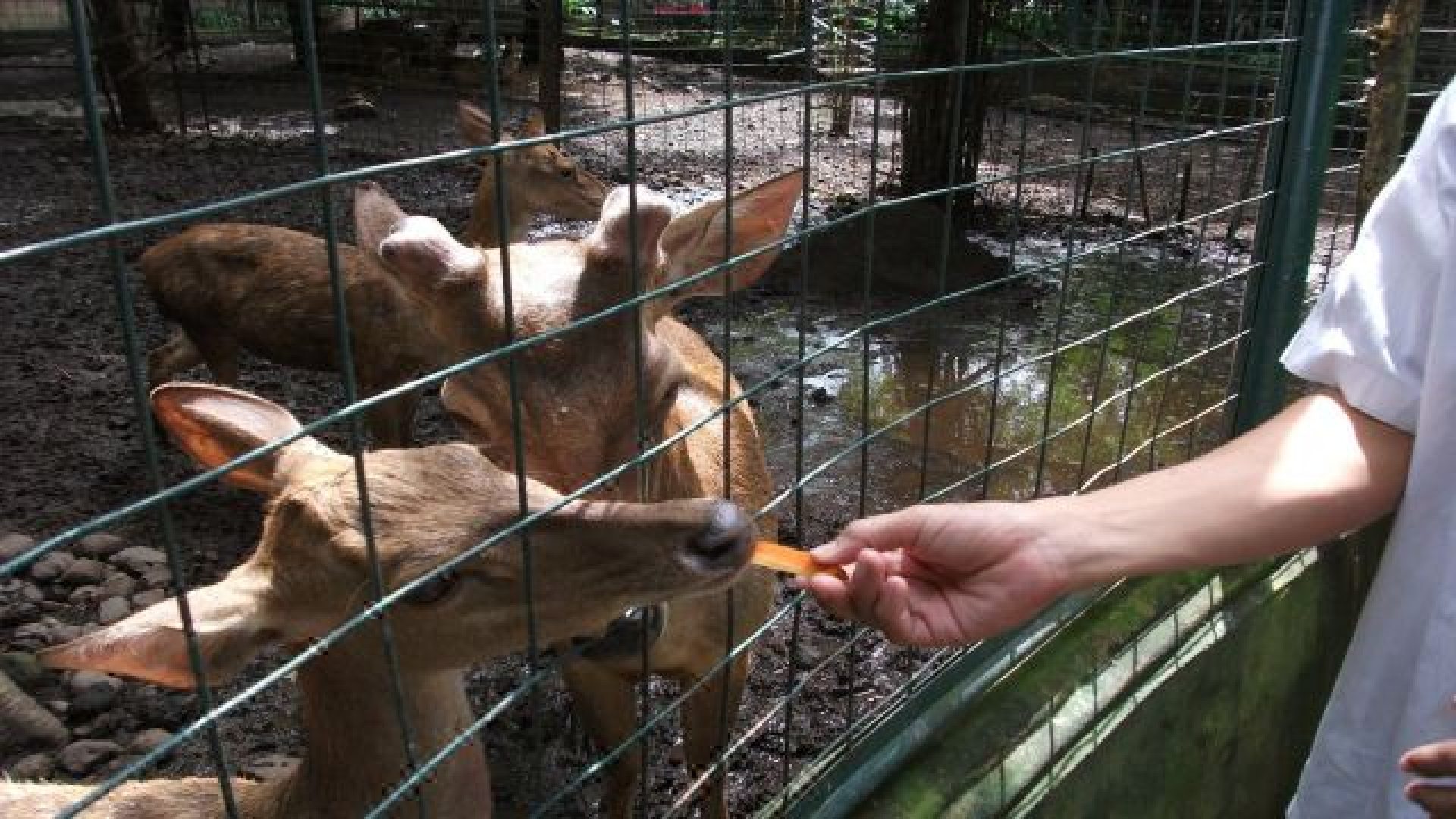 Animal-Encounter-Show-3