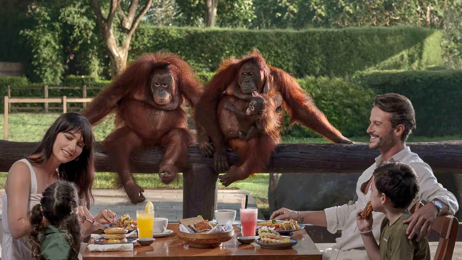 Breakfast-With-Orangutan