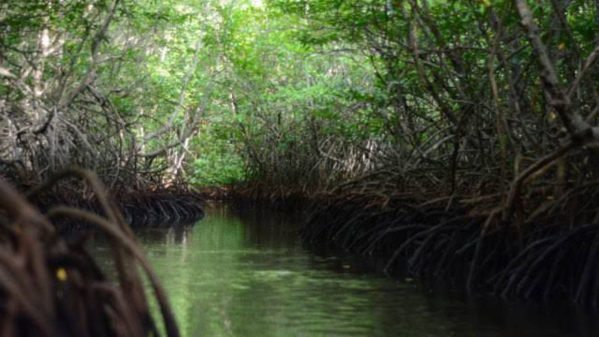 Mangrove Forest 2