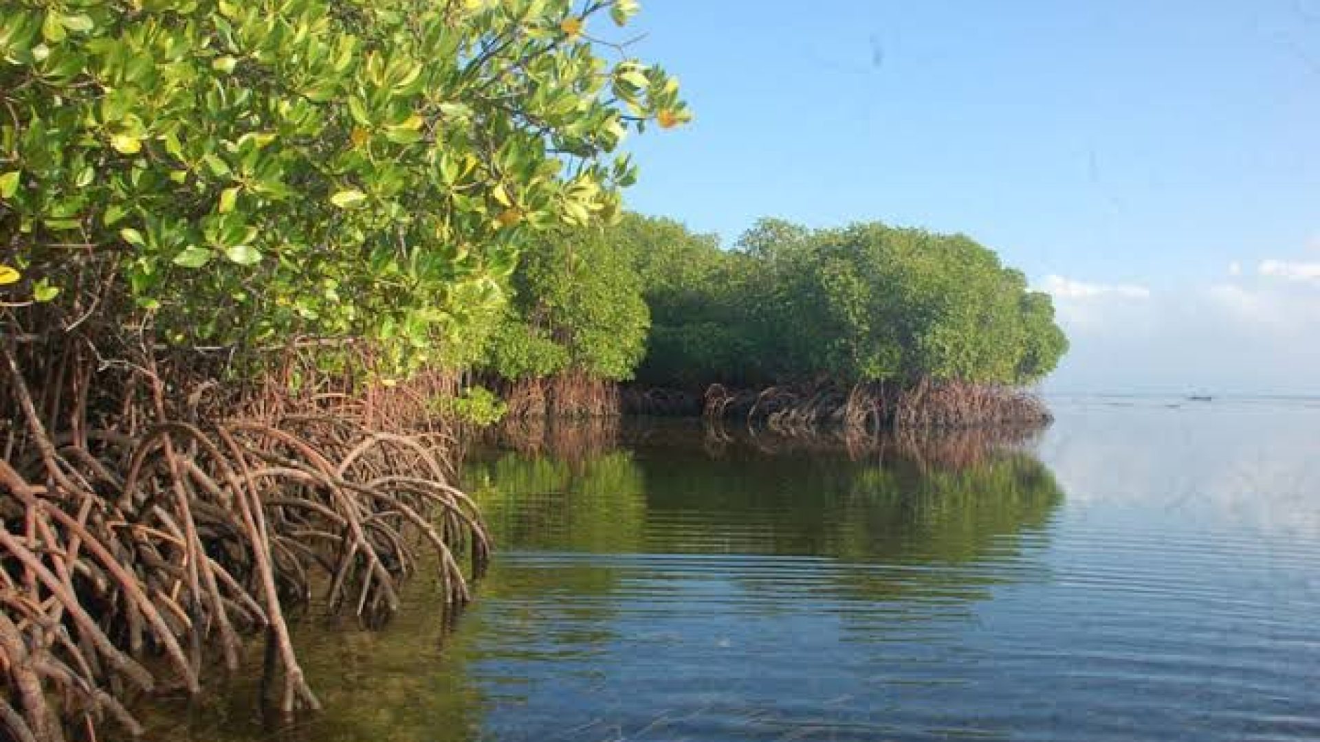 Mangrove Forest 3