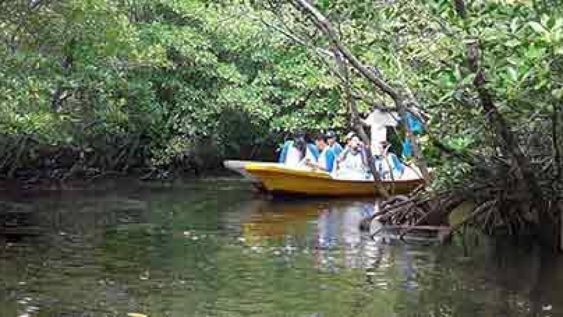 Mangrove Forest 4