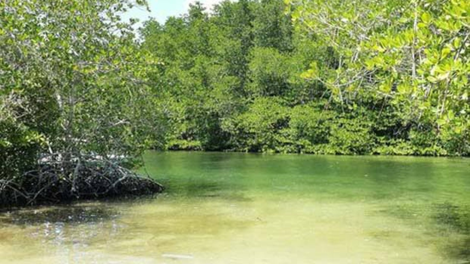 Mangrove Forest 5