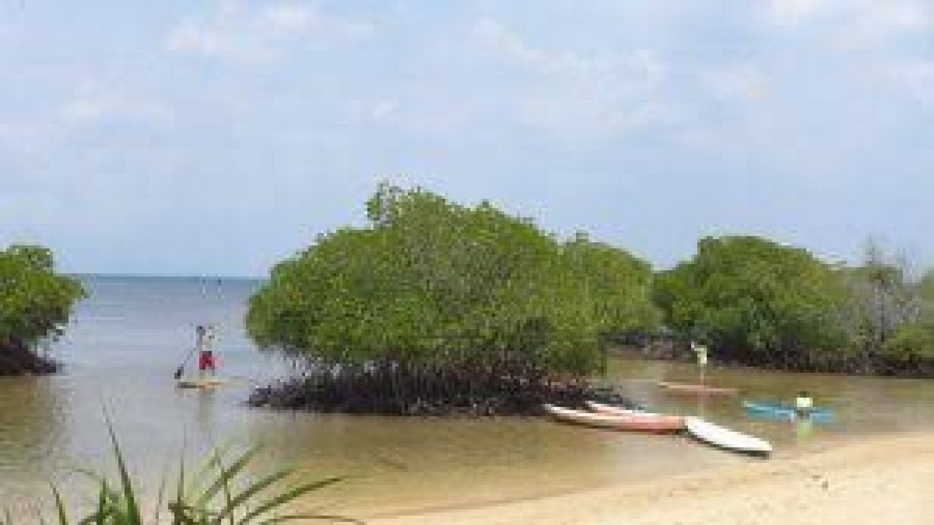 Mangrove Forest