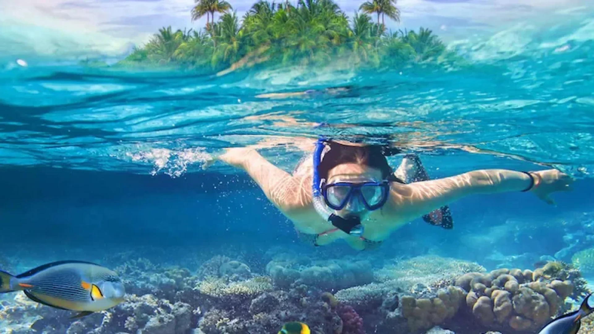 Mangrove Snorkeling